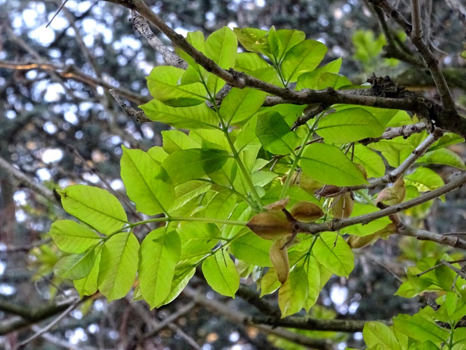 Jeunes feuilles de Frêne élevé, Fraxinus excelsior, Oléacé… 