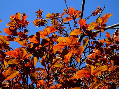 Feuilles de Prunier d'ornement, Prunus cerasifera Pissardi… 