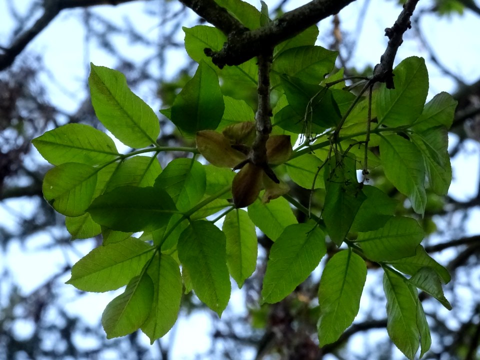 Jeunes feuilles de Frêne élevé, Fraxinus excelsior, Oléacé… 