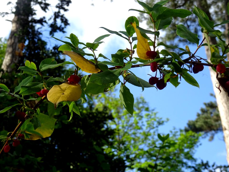 Baies rouges et feuilles du Chèvrefeuille des haies, Lonic… 