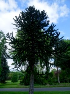 Araucaria du Chili, Araucaria araucana, Araucariacées 