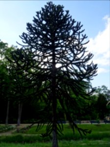 Araucaria du Chili, Araucaria araucana, Araucariacées 