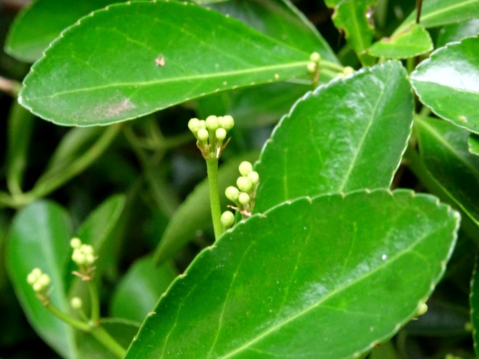 Fusain du Japon, Euonymus japonicus, Célastracées 