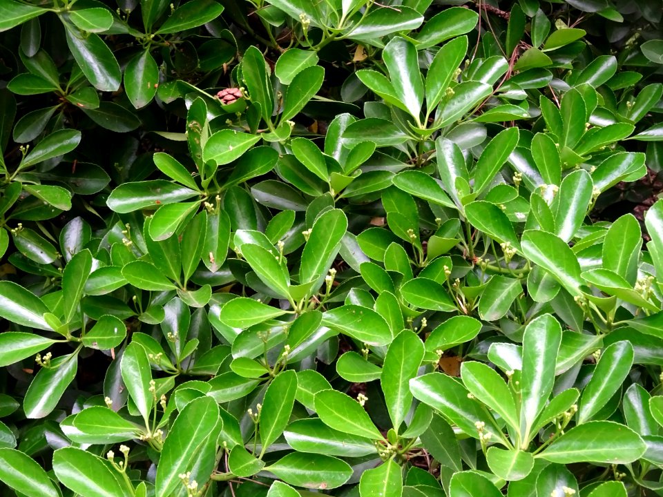 Fusain du Japon, Euonymus japonicus, Célastracées 