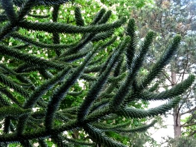 Araucaria du Chili, Araucaria araucana, Araucariacées 