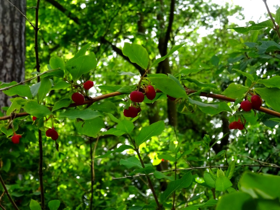 Baies rouges et feuilles du Chèvrefeuille des haies, Lonic… 