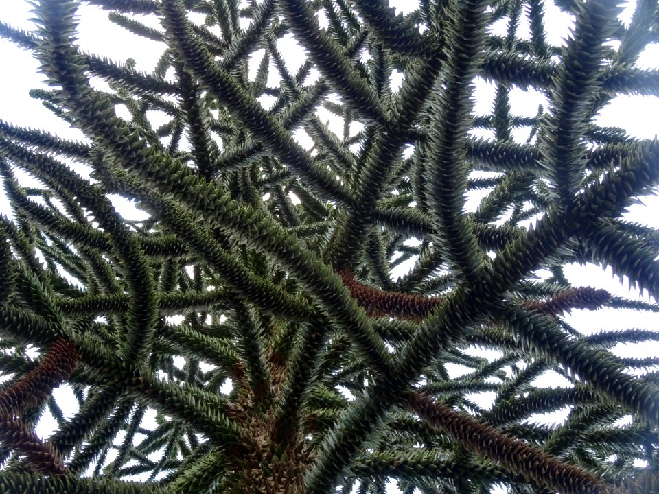 Araucaria du Chili, Araucaria araucana, Araucariacées 