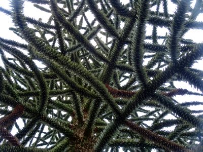 Araucaria du Chili, Araucaria araucana, Araucariacées 