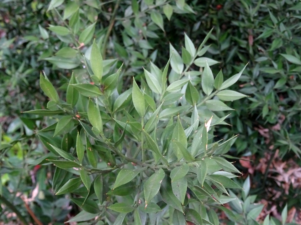Rameaux aplatis piquants du Fragon piquant, Ruscus aculeat… 