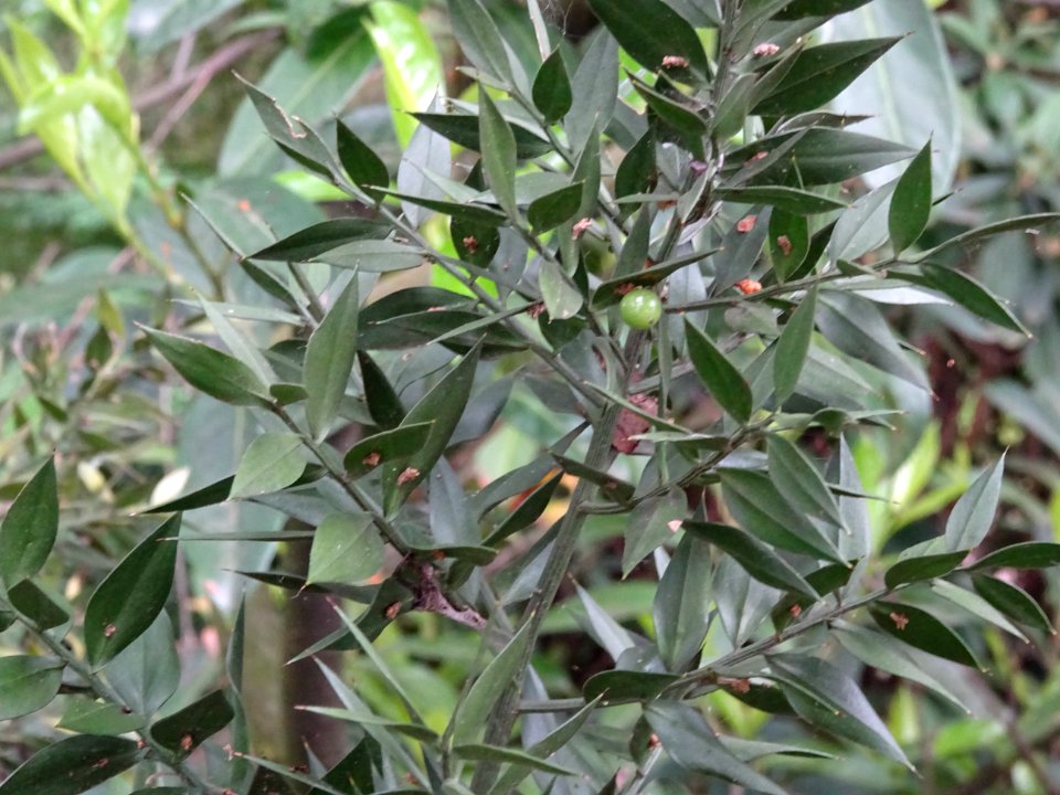 Rameaux aplatis piquants du Fragon piquant, Ruscus aculeat… 