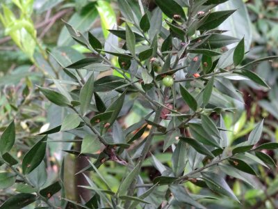 Rameaux aplatis piquants du Fragon piquant, Ruscus aculeat… 