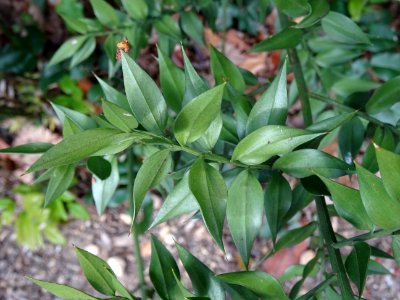 Rameaux aplatis piquants du Fragon piquant, Ruscus aculeat… 
