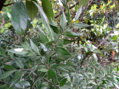 Rameaux aplatis piquants du Fragon piquant, Ruscus aculeat… 