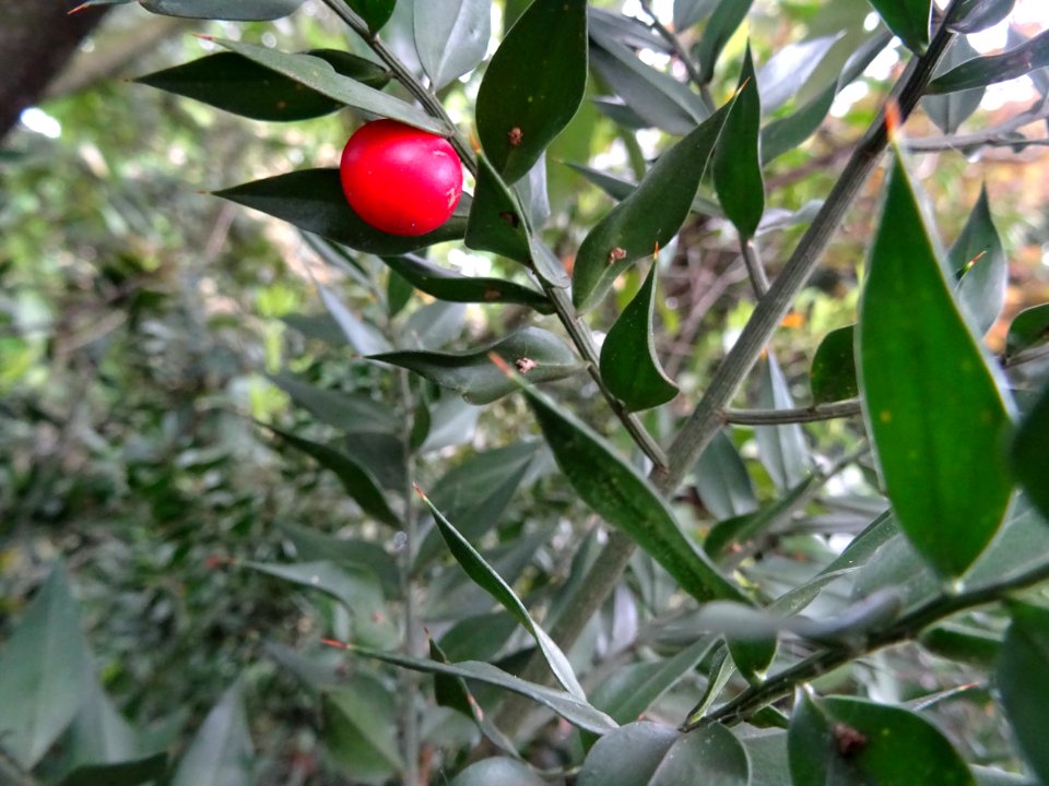 Fruit et rameaux aplatis piquants du Fragon piquant, Ruscu… 