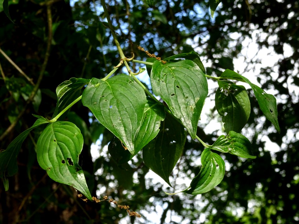 Feuilles de Cornouiller mâle, Cornus mas, Cornacées 