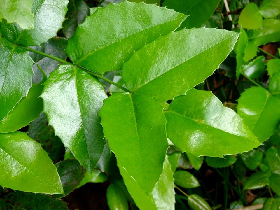 Mahonia faux houx, Mahonia aquifolium, Berberidacées 