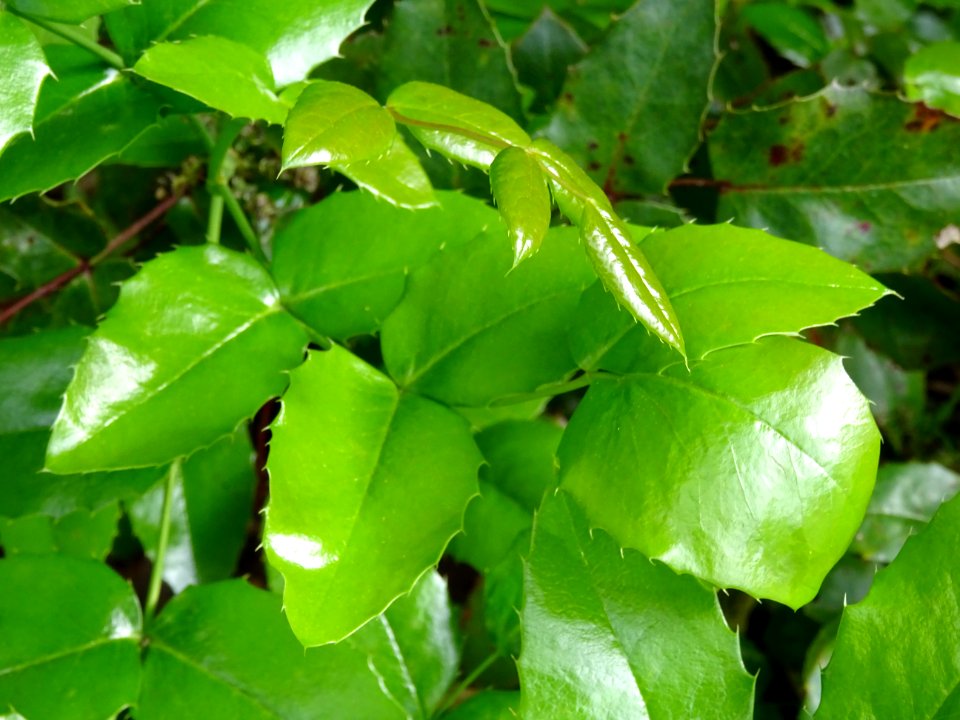 Mahonia faux houx, Mahonia aquifolium, Berberidacées 
