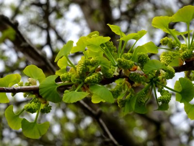 Fleurs mâles et bouquets de feuilles, Ginkgo, Ginkgo bilob… 