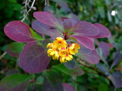 Fleurs de l'Epine-vinette de Thunberg, Berberis thunbergii… 