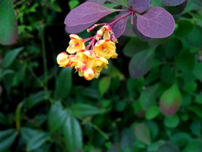 Fleurs de l'Epine-vinette de Thunberg, Berberis thunbergii… 
