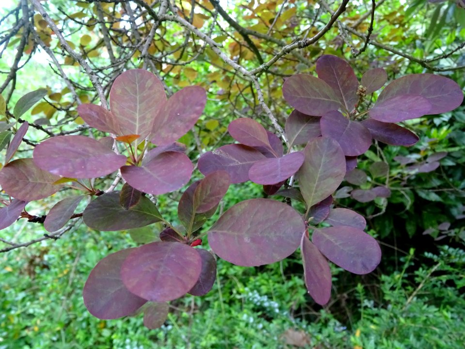 Fustet pourpre, Cotinus coggygria 'royal purple', Anacardi… 