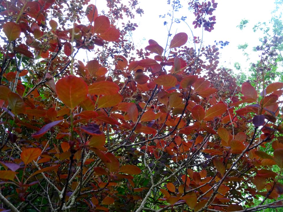 Fustet pourpre, Cotinus coggygria 'royal purple', Anacardi… 