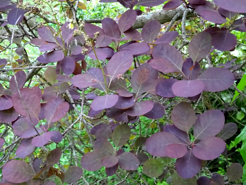 Fustet pourpre, Cotinus coggygria 'royal purple', Anacardi… 