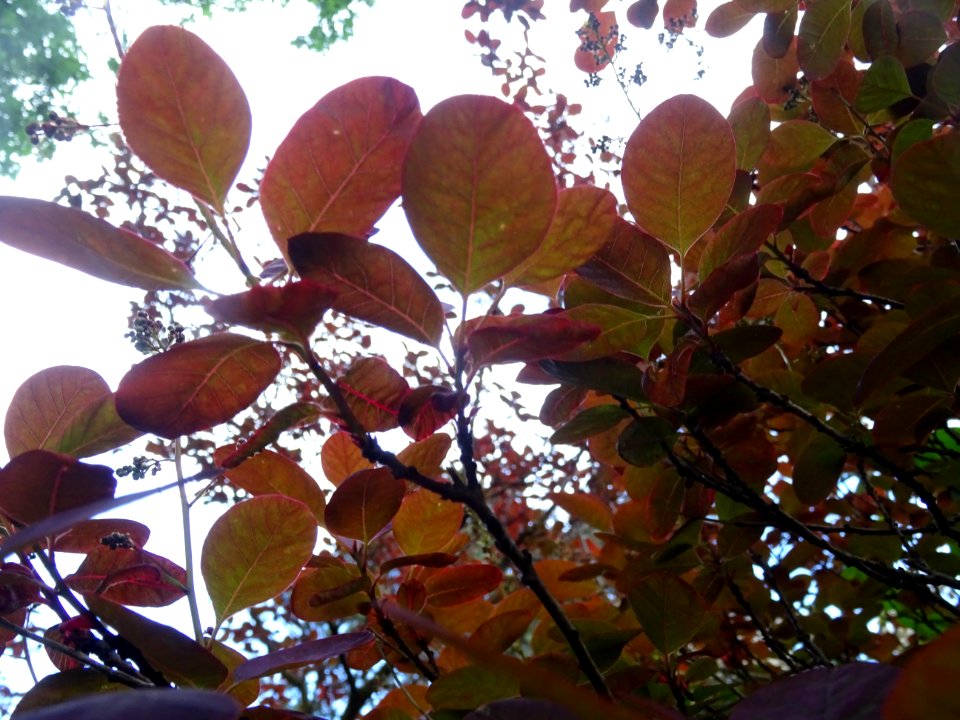 Fustet pourpre, Cotinus coggygria 'royal purple', Anacardi… 
