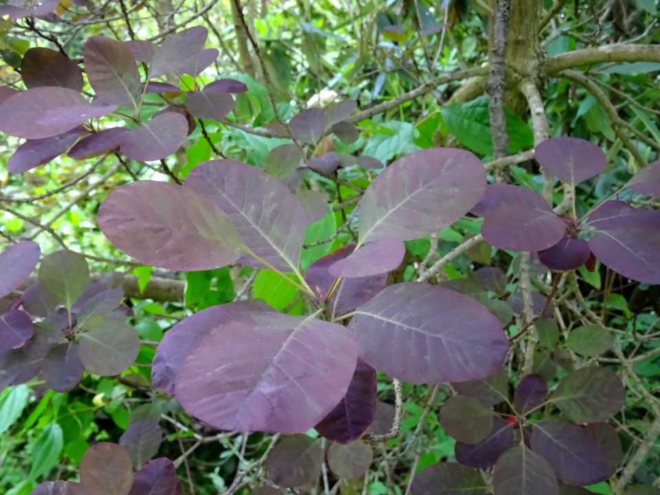 Fustet pourpre, Cotinus coggygria 'royal purple', Anacardi… 