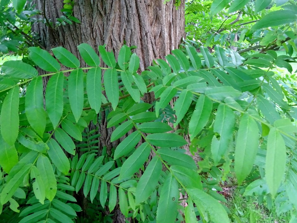 Feuilles et tronc du Ptérocaryer du Caucase, Pterocarya fr… 