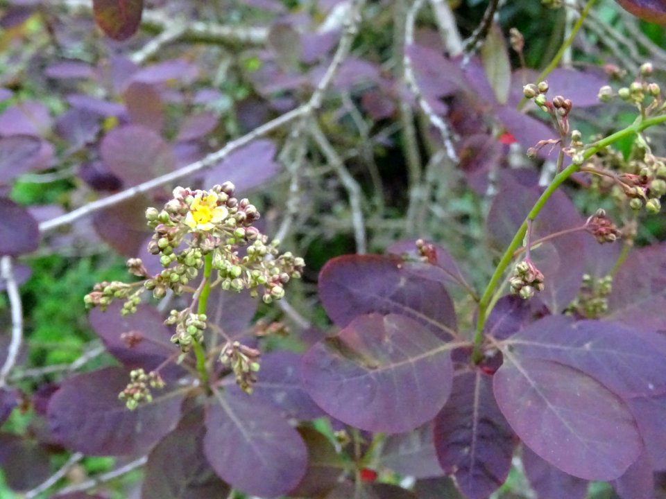 Fustet pourpre, Cotinus coggygria 'royal purple', Anacardi… 