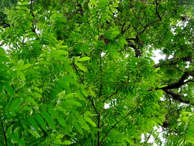 Feuilles et tronc du Ptérocaryer du Caucase, Pterocarya fr… 