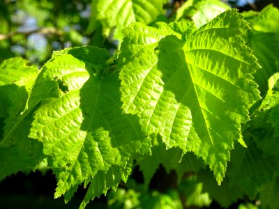 Feuilles de noisetier ou coudrier, Corylus avellana, Coryl… 