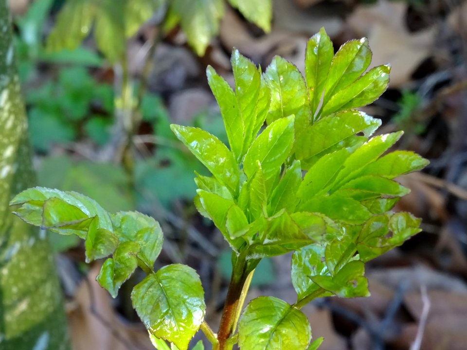 Jeunes feuilles de Frêne, Fraxinus, Oléacées 