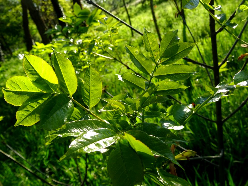 Jeunes feuilles de Frêne, Fraxinus, Oléacées 