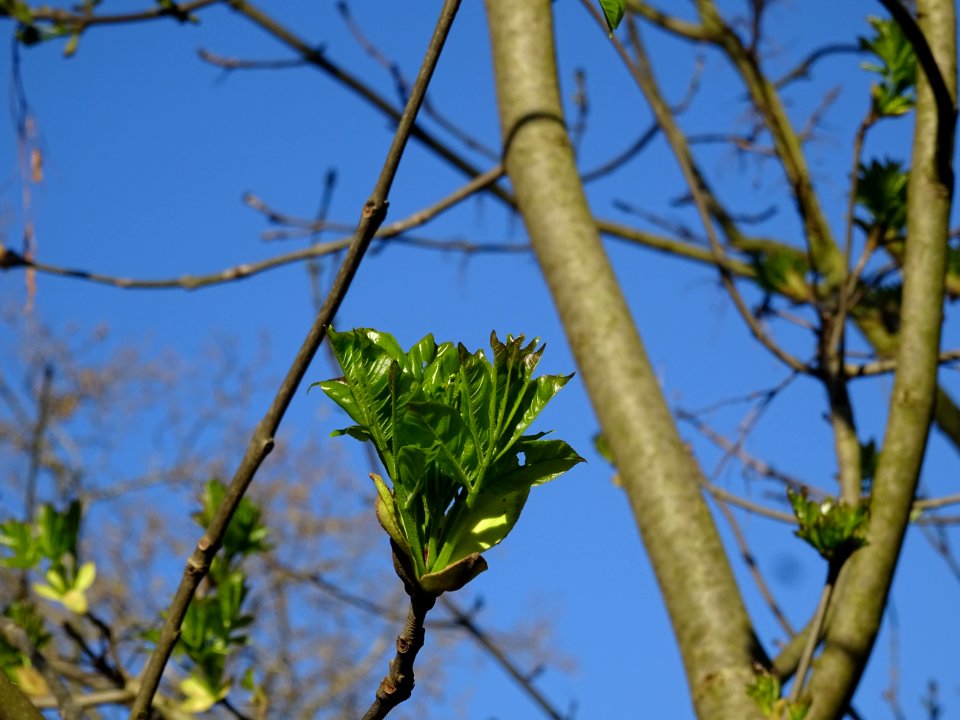 Jeunes feuilles de Frêne, Fraxinus, Oléacées 