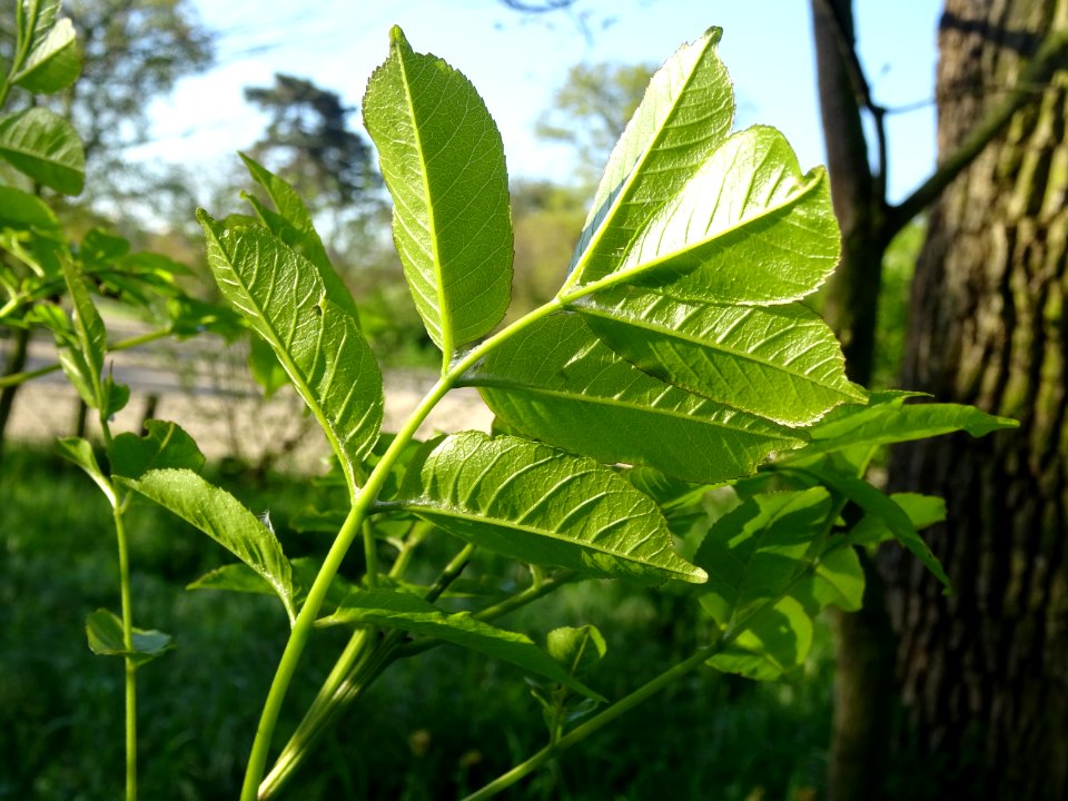 Jeunes feuilles de Frêne, Fraxinus, Oléacées 