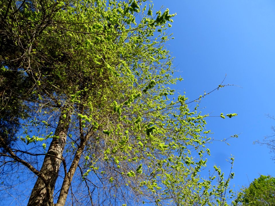 Samares immatures d'Orme champêtre, Ulmus campestris, Ulma… 
