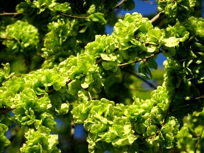 Samares immatures d'Orme champêtre, Ulmus campestris, Ulma… 