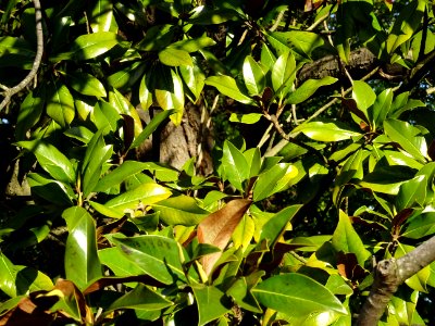 Feuilles de Magnolia à grandes fleurs, Magnolia grandiflor… 