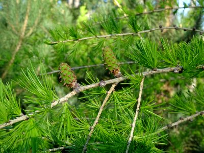 Cônes femelles du mélèze commun, Larix decidua, Pinacées 