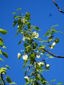 Feuilles et châtons pendants de fleurs femelles vertes du … photo