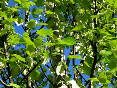 Feuilles et châtons pendants de fleurs femelles vertes du … photo