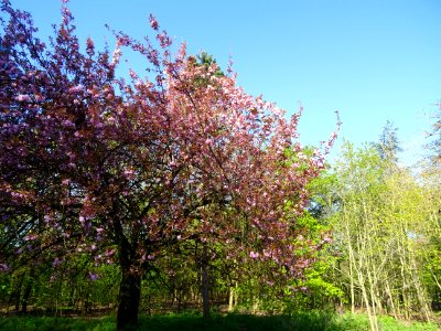 Cerisier du Japon, Prunus serrulata, Rosacées 