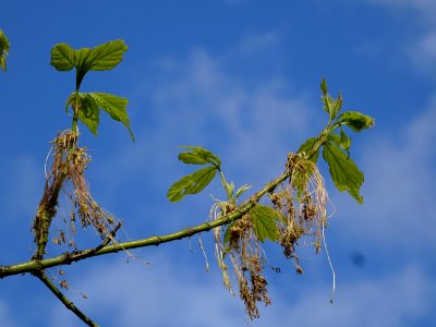 Feuilles et fleurs d'érable negundo ou érable à feuilles d… 