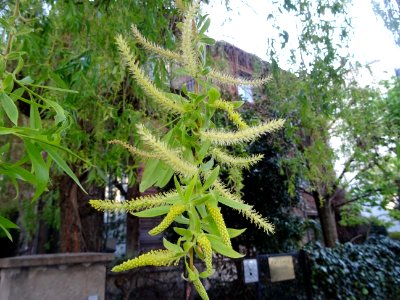 Feuilles et châtons de fleurs de Saule pleureur, Salix bab… 