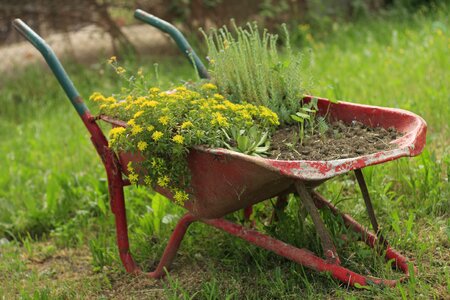 Wheelbarrow wheel gardening