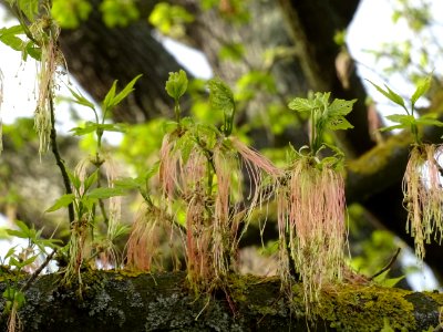 Feuilles et fleurs d'érable negundo ou érable à feuilles d… 