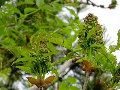 Fleurs et jeunes feuilles de Frêne élevé, Fraxinus excelsi… 