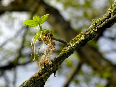 Feuilles et fleurs d'érable negundo ou érable à feuilles d… 